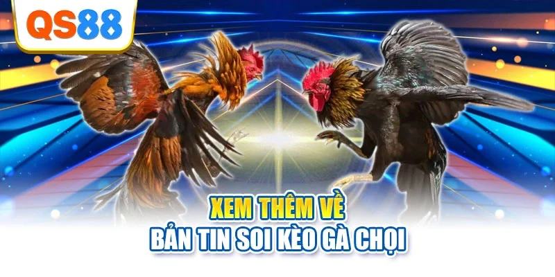 Xem thêm về bản tin soi kèo gà chọi