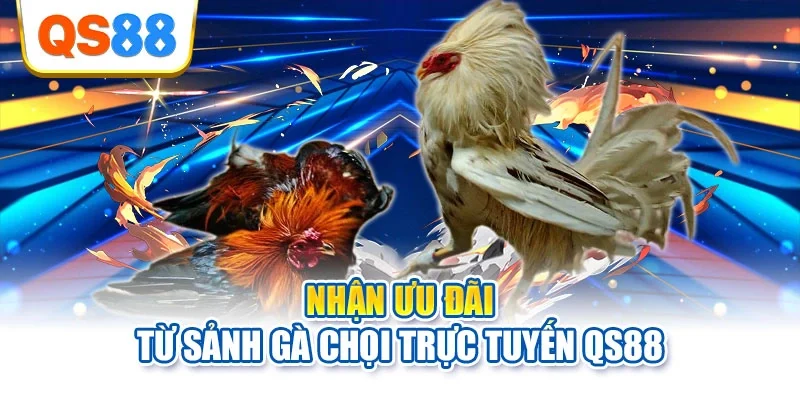 Nhận ưu đãi từ sảnh gà chọi trực tuyến QS88