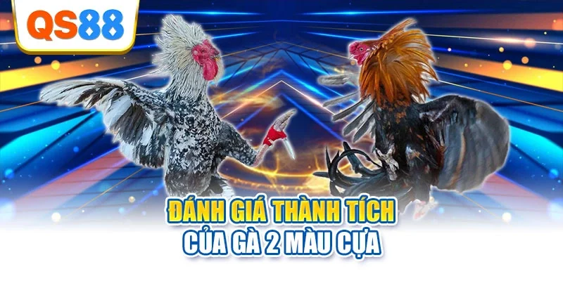 Đánh giá thành tích của gà 2 màu cựa