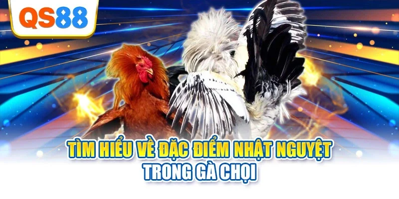 Tìm hiểu về đặc điểm Nhật Nguyệt trong gà chọi