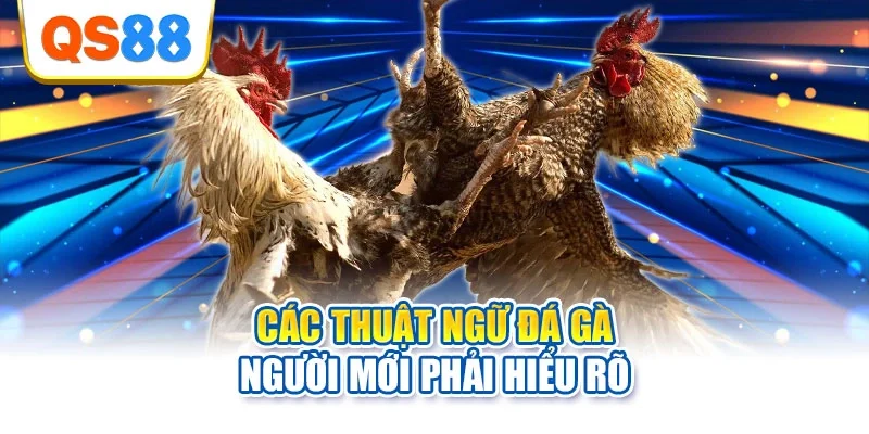 Các thuật ngữ đá gà người mới phải hiểu rõ